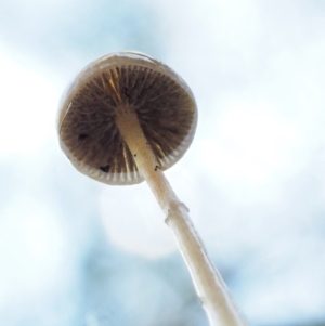 Stropharia sp. at Coree, ACT - 28 Apr 2017