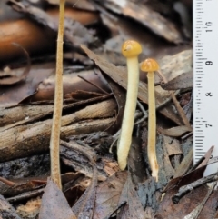 Stropharia sp. at Coree, ACT - 28 Apr 2017