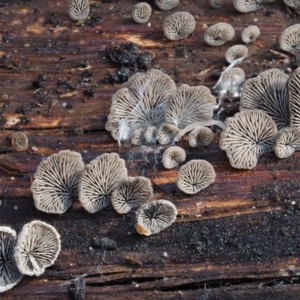 Resupinatus at Cotter River, ACT - 28 Apr 2017