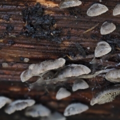 Resupinatus at Cotter River, ACT - 28 Apr 2017 10:07 AM