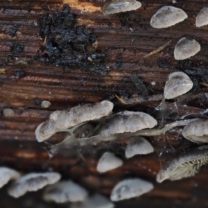 Resupinatus at Cotter River, ACT - 28 Apr 2017 10:07 AM