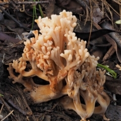 Ramaria sp. (A Coral fungus) at Coree, ACT - 28 Apr 2017 by KenT