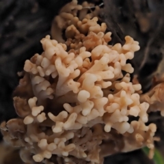 Ramaria sp. at Coree, ACT - 28 Apr 2017 01:22 PM