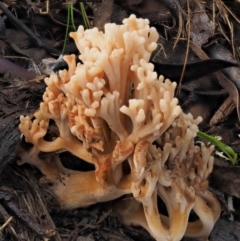 Ramaria sp. at Coree, ACT - 28 Apr 2017 01:22 PM