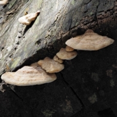 Truncospora ochroleuca at Coree, ACT - 28 Apr 2017 by KenT