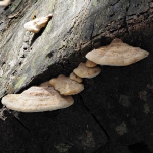 Truncospora ochroleuca at Coree, ACT - 28 Apr 2017 11:50 AM