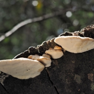 Truncospora ochroleuca at Coree, ACT - 28 Apr 2017