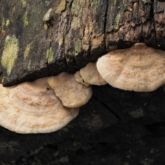 Truncospora ochroleuca at Coree, ACT - 28 Apr 2017