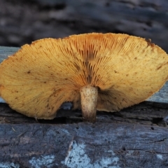 Gymnopilus sp. (Gymnopilus) at Cotter River, ACT - 28 Apr 2017 by KenT