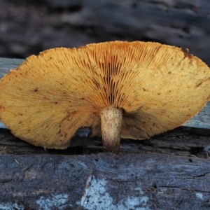 Gymnopilus sp. at Cotter River, ACT - 28 Apr 2017