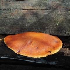 Gymnopilus sp. at Cotter River, ACT - 28 Apr 2017 10:07 AM