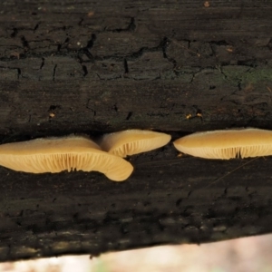 Crepidotus sp. at Cotter River, ACT - 28 Apr 2017