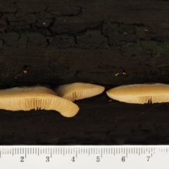 Crepidotus sp. at Cotter River, ACT - 28 Apr 2017 10:45 AM