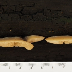 Crepidotus sp. at Cotter River, ACT - 28 Apr 2017