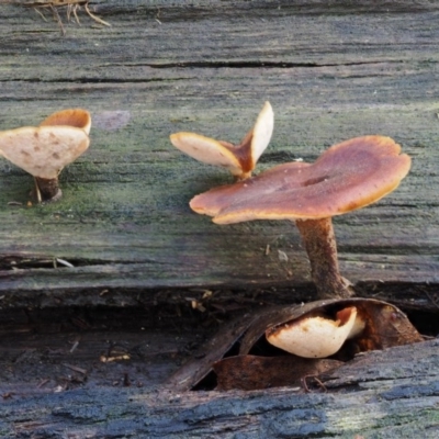 Picipes 'melanopus group' at Cotter River, ACT - 28 Apr 2017 by KenT