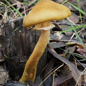 Armillaria luteobubalina at Coree, ACT - 28 Apr 2017