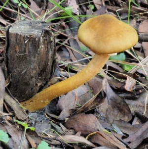 Armillaria luteobubalina at Coree, ACT - 28 Apr 2017