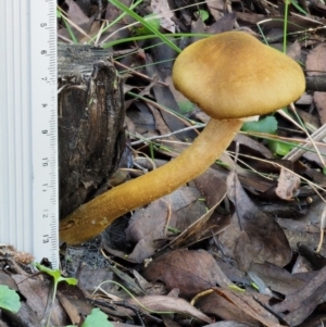 Armillaria luteobubalina at Coree, ACT - 28 Apr 2017