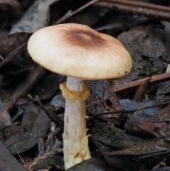 Agaricus sp. (Agaricus) at Coree, ACT - 28 Apr 2017 by KenT