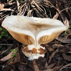 Austrocortinarius australiensis at Cotter River, ACT - 28 Apr 2017 08:40 AM