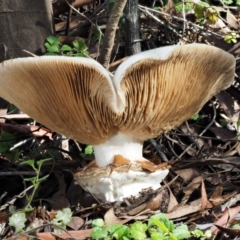 Austrocortinarius australiensis at Cotter River, ACT - 28 Apr 2017