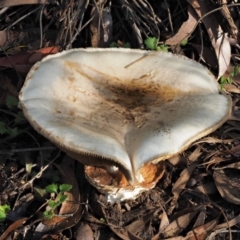 Austrocortinarius australiensis at Cotter River, ACT - 28 Apr 2017