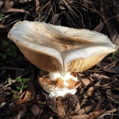 Austrocortinarius australiensis at Cotter River, ACT - 28 Apr 2017