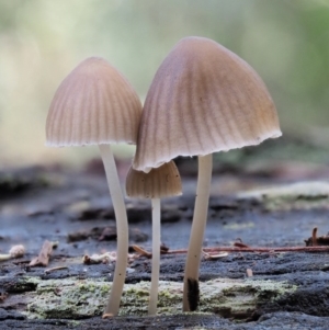 Mycena sp. ‘grey or grey-brown caps’ at Cotter River, ACT - 28 Apr 2017 10:07 AM