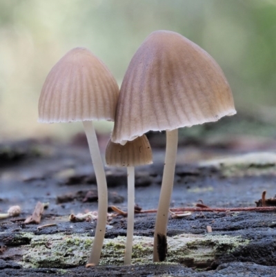 Mycena sp. ‘grey or grey-brown caps’ at Lower Cotter Catchment - 28 Apr 2017 by KenT