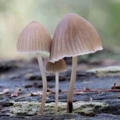 Mycena sp. ‘grey or grey-brown caps’ at Cotter River, ACT - 28 Apr 2017 by KenT