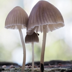 Mycena sp. ‘grey or grey-brown caps’ at Cotter River, ACT - 28 Apr 2017 10:07 AM