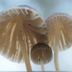 Mycena sp. ‘grey or grey-brown caps’ at Cotter River, ACT - 28 Apr 2017 10:07 AM