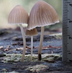 Mycena sp. ‘grey or grey-brown caps’ at Cotter River, ACT - 28 Apr 2017 10:07 AM