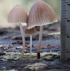 Mycena sp. ‘grey or grey-brown caps’ at Cotter River, ACT - 28 Apr 2017 10:07 AM