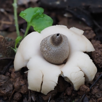 Geastrum sp. (genus) (An earthstar) at Cotter River, ACT - 28 Apr 2017 by KenT