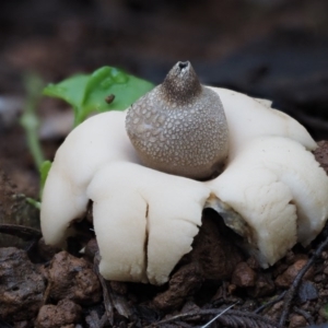 Geastrum sp. at Cotter River, ACT - 28 Apr 2017