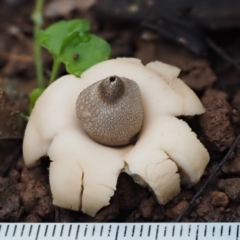 Geastrum sp. at Cotter River, ACT - 28 Apr 2017 10:10 AM