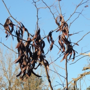 Gleditsia triacanthos at Molonglo River Reserve - 7 May 2017