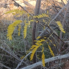 Gleditsia triacanthos at Molonglo River Reserve - 7 May 2017