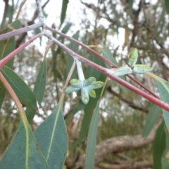 Eucalyptus nortonii (Large-flowered Bundy) at Hall, ACT - 6 May 2017 by JanetRussell