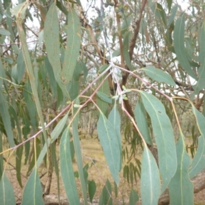 Eucalyptus nortonii at Hall, ACT - 6 May 2017