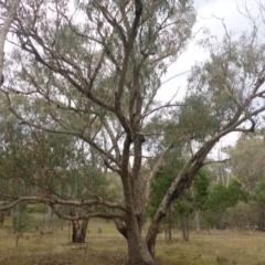 Eucalyptus nortonii at Hall, ACT - 6 May 2017