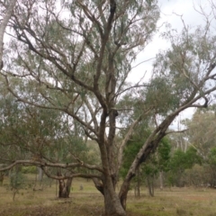 Eucalyptus nortonii at Hall, ACT - 6 May 2017 02:53 PM