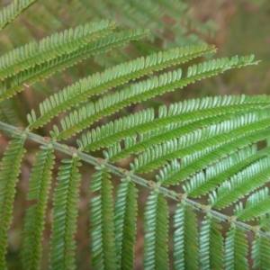 Acacia mearnsii at Hall, ACT - 6 May 2017 03:25 PM