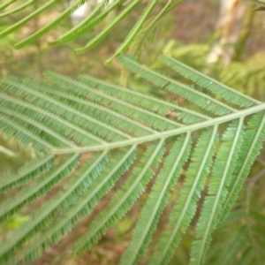 Acacia mearnsii at Hall, ACT - 6 May 2017 03:25 PM