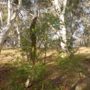 Acacia mearnsii at Hall, ACT - 6 May 2017 03:25 PM