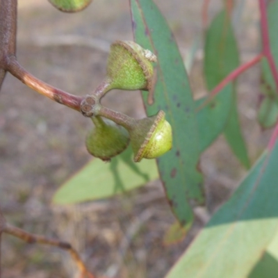 Eucalyptus macrorhyncha (Red Stringybark) at Hall, ACT - 6 May 2017 by JanetRussell