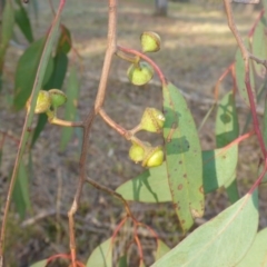 Eucalyptus macrorhyncha at Hall, ACT - 6 May 2017 03:41 PM