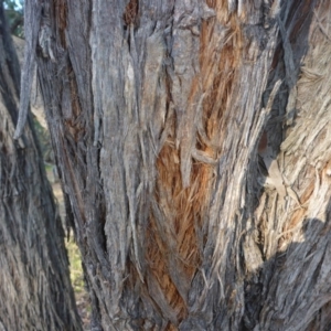 Eucalyptus macrorhyncha at Hall, ACT - 6 May 2017