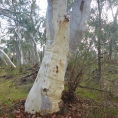 Eucalyptus rossii (Inland Scribbly Gum) at Hall, ACT - 6 May 2017 by JanetRussell